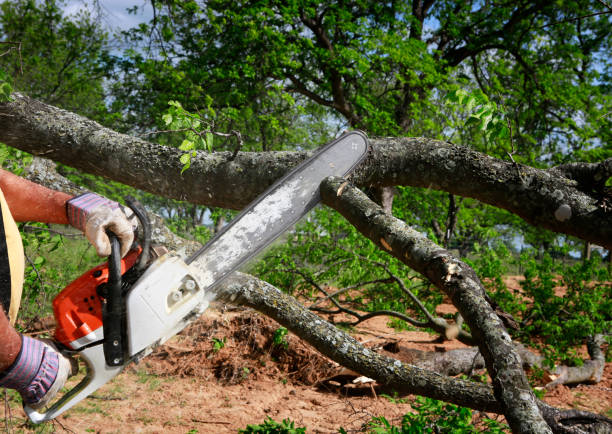 Best Tree Disease Treatment  in St Louis Park, MN